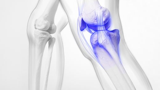 Músculos y articulaciones