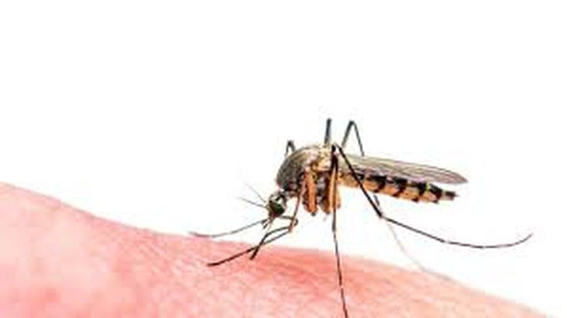 Picaduras de mosquitos ¿Qué debemos hacer?