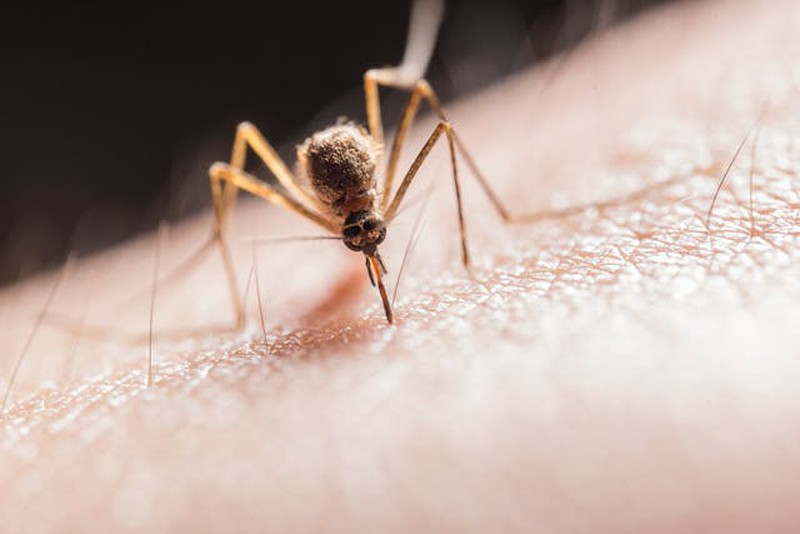 Mantén a los mosquitos a raya: Los mejores repelentes del mercado