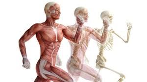 Que son los músculos y las articulaciones?