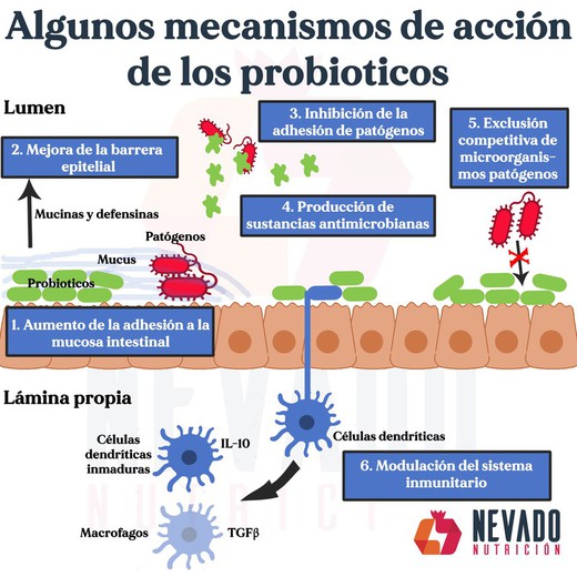 Probióticos Y Prebióticos Beneficios Y Salud Intestinal